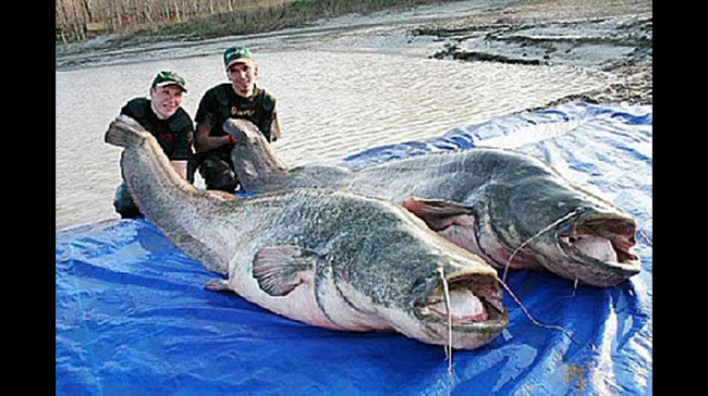 Cá trê sông Mê-kong sống ở vùng nước bị ô nhiễm ở Trung Quốc và dài tới hơn 3 mét. Một con cá có thể cung cấp cả một bữa ăn cho cả một trường học.